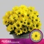 product/img.floraplaza.nl/CHRCOP-LIVE_fotos-0xB7EA59CF9C8C65315C2DBDA8B7C6694F4C8A5292.jpg
