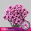 product/img.floraplaza.nl/CHRFIA-LIVE_fotos-0xA636DA42F1E26D26B2AEE48328568E5C6A8204F2.jpg