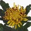 product/img.floraplaza.nl/CHRFUEG-ART_Fotos-VBN-vbn28217.jpg