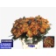 product/img.floraplaza.nl/CHRFUEG-LIVE_fotos-0x000230FC85677852A8F2A0AC4808D0F382317AFD.jpg