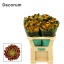 product/img.floraplaza.nl/CHRFUEG-LIVE_fotos-0x01713F0B5EB5A6830EADB87A0390BBEE6E467B06.jpg