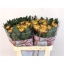 product/img.floraplaza.nl/CHRFUEG-LIVE_fotos-0xF956D9D7857CF4E9AC0BFC76BB731823ACD87ADF.jpg