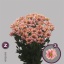 product/img.floraplaza.nl/CHRGSA-LIVE_fotos-0xB2B6F687E18FBAB41F4CC8A7D5D5F8ECD0313939.jpg