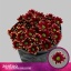 product/img.floraplaza.nl/CHRHAYY-LIVE_fotos-0xAB7B2C6CD6EDED45CE06B654FCAEBEFE81511199.jpg