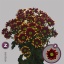 product/img.floraplaza.nl/CHRHAYY-LIVE_fotos-0xBF1A2374922177F9006E2EBED15A5E33E3440D9D.jpg