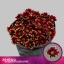 product/img.floraplaza.nl/CHRHAYY-LIVE_fotos-0xC157ADD72F9EB8F134F848FB32C2C5D1E5A42E77.jpg