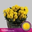 product/img.floraplaza.nl/CHRLIM-ASSORTI_fotos-MVA-Zentoo - chrys sp limoncello.jpg