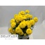 product/img.floraplaza.nl/CHRLIM-LIVE_fotos-0x64F5CCA7849E960A50F18CE22E2BF36BC503D7B4.jpg