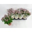 product/img.floraplaza.nl/CHRMADTANP14-LIVE_fotos-0xD85684713FE6043D5E102C9EE18490169A5962A2.jpg