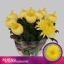 product/img.floraplaza.nl/CHRMAYE-LIVE_fotos-0x5790B6A3B5BEC646B07C39379FEF6A50F5DFCD01.jpg