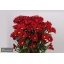 product/img.floraplaza.nl/CHRMER-LIVE_fotos-0x3C4907D3D89ADC6A31F201E9D4688CB729A04DA5.jpg