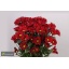 product/img.floraplaza.nl/CHRMER-LIVE_fotos-0x6B13836E3D6E89A8708DECD0FF2A36D4EF51F333.jpg