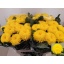 product/img.floraplaza.nl/CHRMI7-LIVE_fotos-0x0E8F3E3AB280BF3AEFCF5F88FFD0D0FB0E2C0C48.jpg