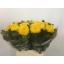 product/img.floraplaza.nl/CHRMI7-LIVE_fotos-0xA7CAEEF5602AA4524721B719C7AD67F5ED74F1C0.jpg