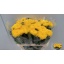 product/img.floraplaza.nl/CHRMI7-LIVE_fotos-0xC3B36204D5B3A846D3AA74D113601CECCCA6D38B.jpg