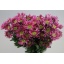 product/img.floraplaza.nl/CHRSAB-ASSORTI_fotos-Papaianni-Papaianni - Chrys tr saba.JPG