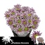 product/img.floraplaza.nl/CHRSAB-LIVE_fotos-0x808A138F97EC3398F45EF146BFB87DAF87A3A61E.jpg