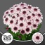 product/img.floraplaza.nl/CHRSTR-LIVE_fotos-0x5DACBD848F0CA2CC93738A866E9425473AE66E30.jpg