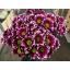 product/img.floraplaza.nl/CHRTOG-ASSORTI_fotos-MVA-chrys sp together Papaianni.jpg