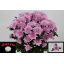 product/img.floraplaza.nl/CHRVER-LIVE_fotos-0x9EBFF9B4B8464D4077111EAB1DA49351D1FA68E6.jpg