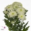 product/img.floraplaza.nl/CHRZL7-ART_fotos-VBN100000-vbn104394.jpg
