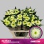 product/img.floraplaza.nl/CHRZL7-LIVE_fotos-0x6C66BAFE037DA1B2677FE18245B63204FD7CF189.jpg