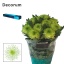 product/img.floraplaza.nl/CHRZL7-LIVE_fotos-0xC27599DF14A0B55C81F38BC3C7E16124DD131176.jpg