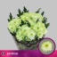 product/img.floraplaza.nl/CHRZL7-LIVE_fotos-0xE46231FD25FC73FFDD6B6FD371DBE49724ECEF10.jpg