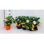 product/img.floraplaza.nl/CIT14-LIVE_fotos-0x2F2F7164FACE647D4204B3D9D8BC6DA9B9159530.jpg