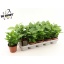 product/img.floraplaza.nl/COF12-LIVE_fotos-0x3DB6EA876B31A070870C1630B6ACCA9DC643FB61.jpg