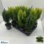 product/img.floraplaza.nl/CON510-LIVE_fotos-0x0DEEA0354BE6467CFAF2692A14FCFDA5FB15F185.jpg