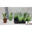 product/img.floraplaza.nl/CONV9-LIVE_fotos-0x9F3EAE63A101A7FACAA7BC5B870F6F71B1ACAB2B.jpg
