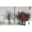 product/img.floraplaza.nl/CORREDS17-LIVE_fotos-0x03CE5B4A5D7B26353B84D7B3B20D884ED70AF9A2.jpg