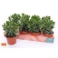 product/img.floraplaza.nl/CRA12HULK-LIVE_fotos-0xC8EDEE9406E2E86EABCB84FAEC26711C910B63F5.jpg