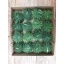 product/img.floraplaza.nl/CUCUM-LIVE_fotos-0x0A8FB821C9DD565D9D87A1F4D5A08D17FCE885FF.jpg