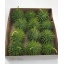 product/img.floraplaza.nl/CUCUM-LIVE_fotos-0x29FB30C739BAA45517E6A6313BDCBEF171A866B6.jpg