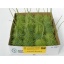 product/img.floraplaza.nl/CUCUM-LIVE_fotos-0x4947122C8B617A62A151D24400EE9FA5F7C5E3C0.jpg