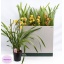 product/img.floraplaza.nl/CYM14-LIVE_fotos-0x3B8C652F3EC77617E4B80DD3E9FA1C1A6F45BDB3.jpg