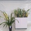 product/img.floraplaza.nl/CYM14-LIVE_fotos-0x3E73EF45621B11AC9E0875A6D507F8A900377B0D.jpg