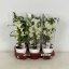 product/img.floraplaza.nl/DEN12-LIVE_fotos-0x416921CD42C8FACD4781952578AB9A3C2CD20ED5.jpg