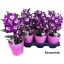 product/img.floraplaza.nl/DEN12-LIVE_fotos-0xDE70B3F02CC9883C5F27EB8E8F4C0DACCB367C69.jpg
