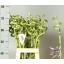 product/img.floraplaza.nl/DRABAM7-LIVE_fotos-0x90951ACFEE24FC9EB5D87CC8A057BE58CECBDB7C.jpg