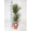 product/img.floraplaza.nl/DRAMARBIC21-LIVE_fotos-0x4E7F4FA433A051EFCAA6AE5FE81EC999EBA40479.jpg