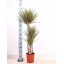 product/img.floraplaza.nl/DRAMARBIC21-LIVE_fotos-0xFAABBCD9CDFC8D6EE4BFD44DCF154F8E46BBDDEE.jpg