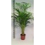 product/img.floraplaza.nl/DYP24-LIVE_fotos-0x717EB61A53D36D7063BE5BCA9F53B569E08BEFA0.jpg