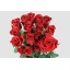 product/img.floraplaza.nl/ECFRE6-LIVE_fotos-0x3EA6024A877ACC66DC0C1F5206AD2D0B525EED82.jpg