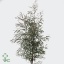 product/img.floraplaza.nl/EUC._NICOLII-ART_Fotos-VBN-vbn17543.jpg