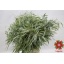 product/img.floraplaza.nl/EUC._NICOLII-ASSORTI_fotos-Magnet-Blad eucalyptus nicholii 65cm 200gr.JPG