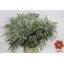 product/img.floraplaza.nl/EUC._NICOLII-ASSORTI_fotos-Magnet-Blad eucalyptus nicholii 65cm 400gr.JPG