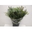 product/img.floraplaza.nl/EUC._NICOLII-ASSORTI_fotos-TOPB-Leaf eucalyptus nicholii per bunch.JPG